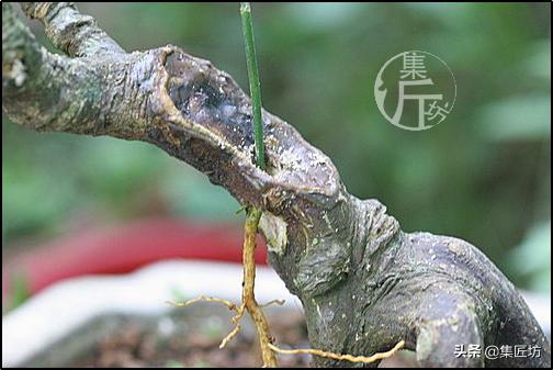 大树型金豆盆景怎么造型,金豆无根老桩栽培技巧