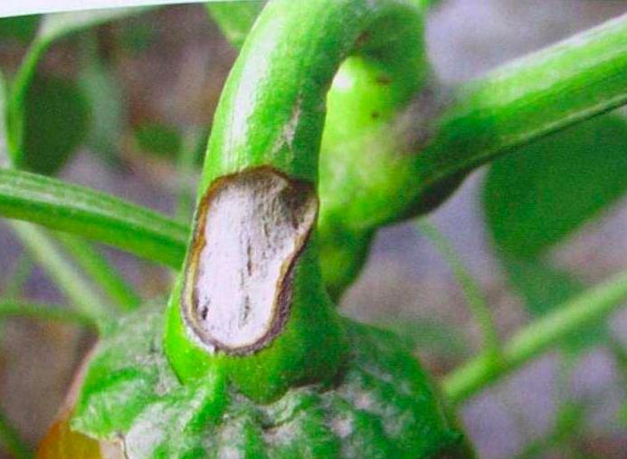 治疗工业辣椒炭疽病的高效农药,辣椒细菌性叶斑病和炭疽病区分