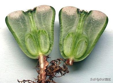 生石花初学者,生石花植物科普解说