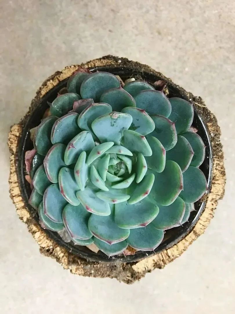 多肉植物怎样养新手入门篇,新手养多肉植物需要掌握的8点