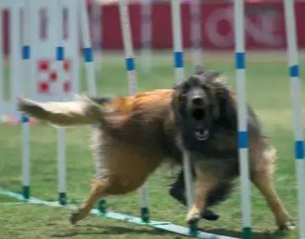 拍照模糊的方法是什么,拍照模糊如何去掉