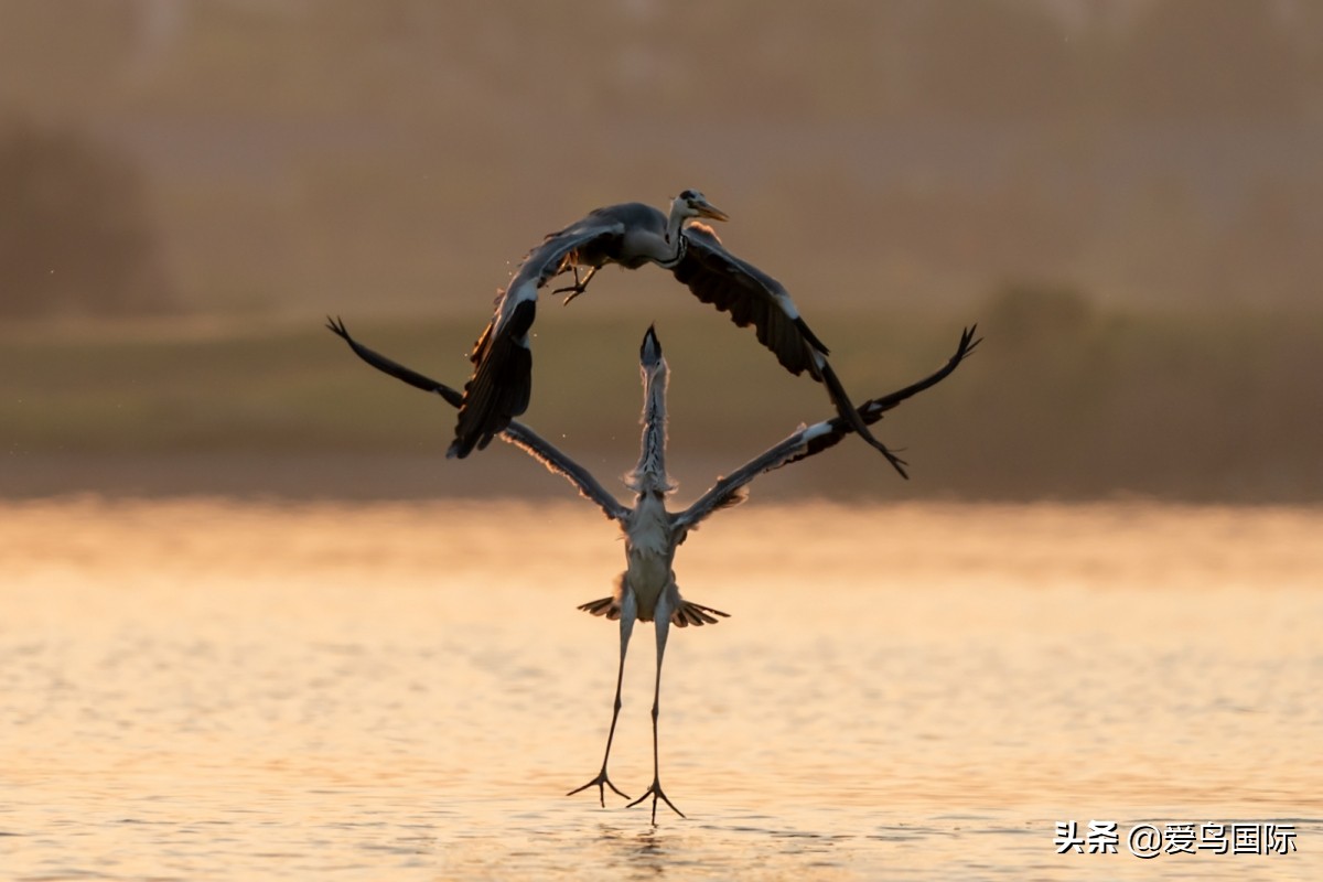观鸟大年,观鸟作品100幅