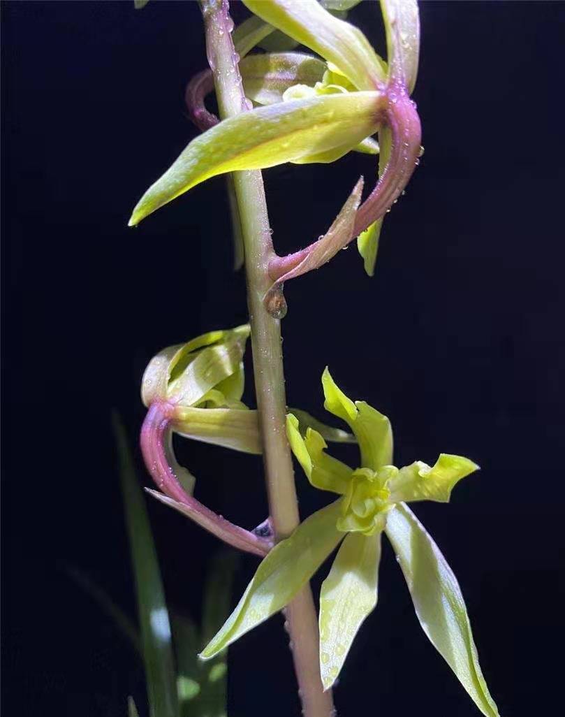 大花蕙兰哪些花中等大小,每年都开花的大花蕙兰品种有哪些