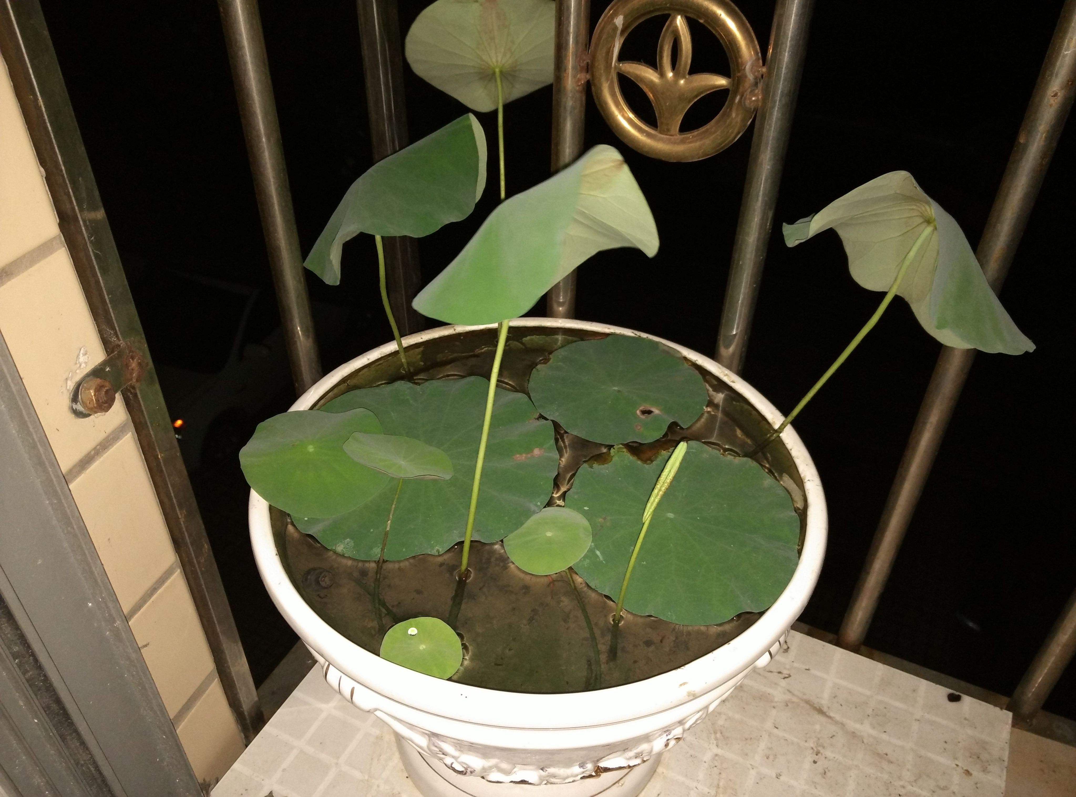 碗莲结了莲蓬怎样养?搞清楚这几点,花后养护更简单