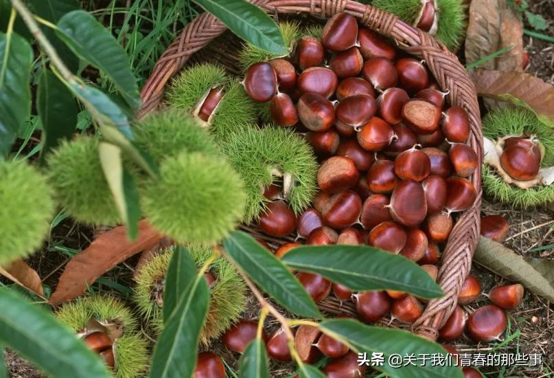 剥板栗壳，直接水煮是大错！多做1步，香甜软糯，轻松去壳不粘皮