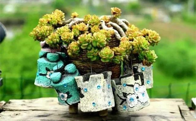 没躲过夏季多肉陡长,学习大神这样做,养成绝美老桩