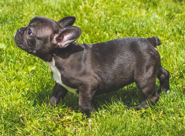 法国斗牛犬的优点和缺点,法国斗牛犬的优点与缺点