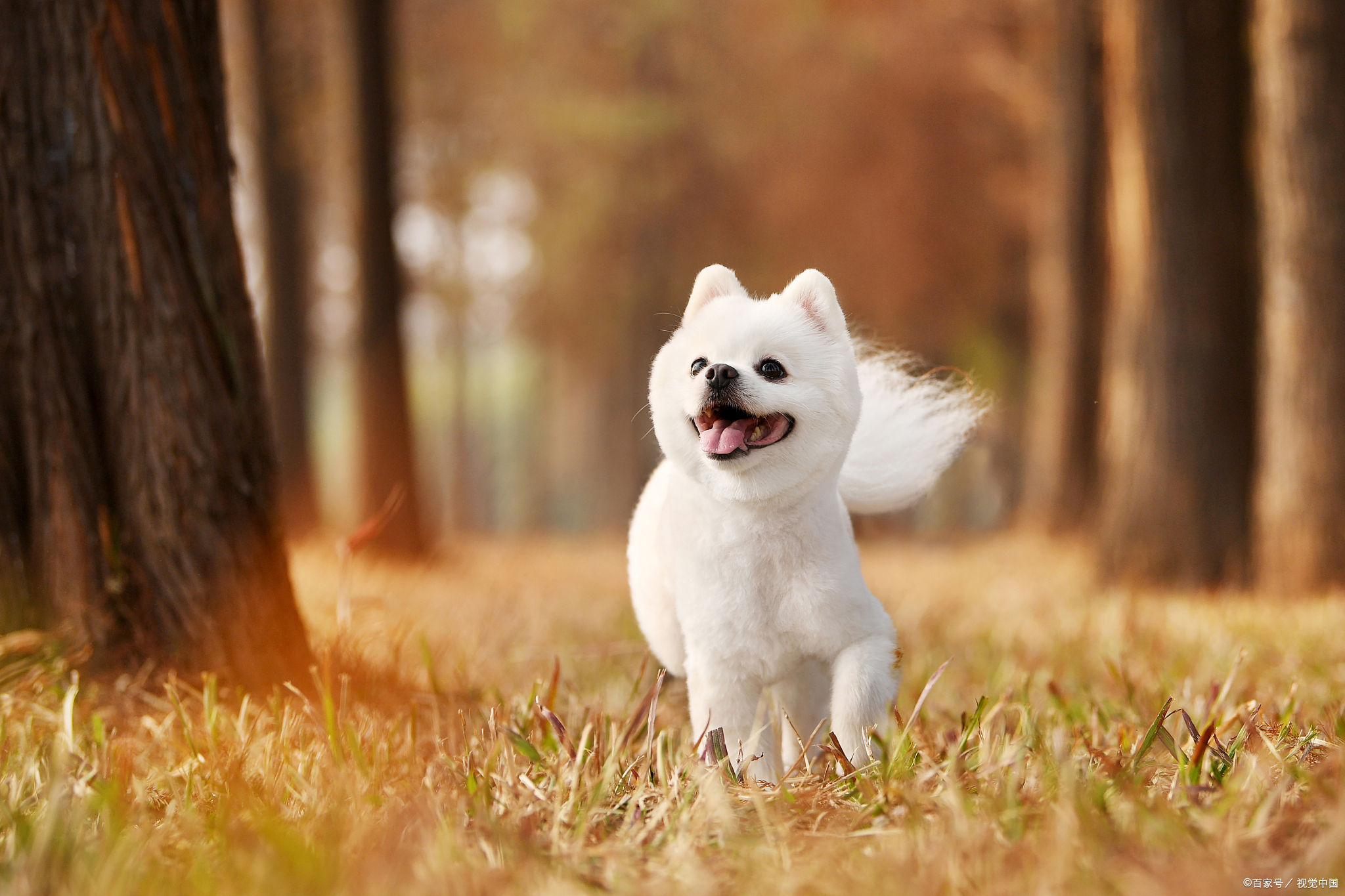 博美幼犬专用狗粮推荐,博美幼犬吃什么牌子的狗粮比较好