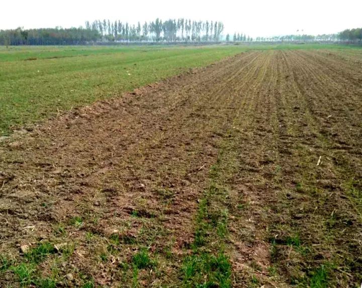 小麦枯萎发黄死苗怎么回事,小麦发黄有死苗什么原因怎样治