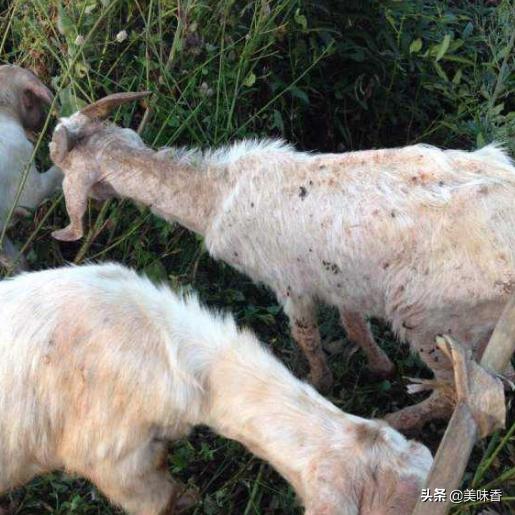 绵羊脱毛掉毛吃毛怎么回事,绵羊脱毛最好的治疗方法