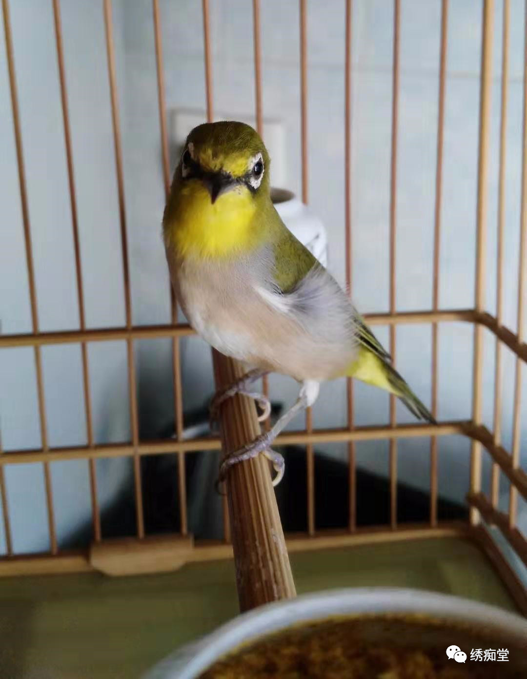 绣眼鸟训练方法,世界第一绣眼鸟