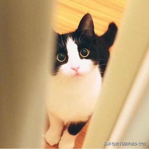 辟谣宠物猫,辟谣猫咪真的会记仇吗