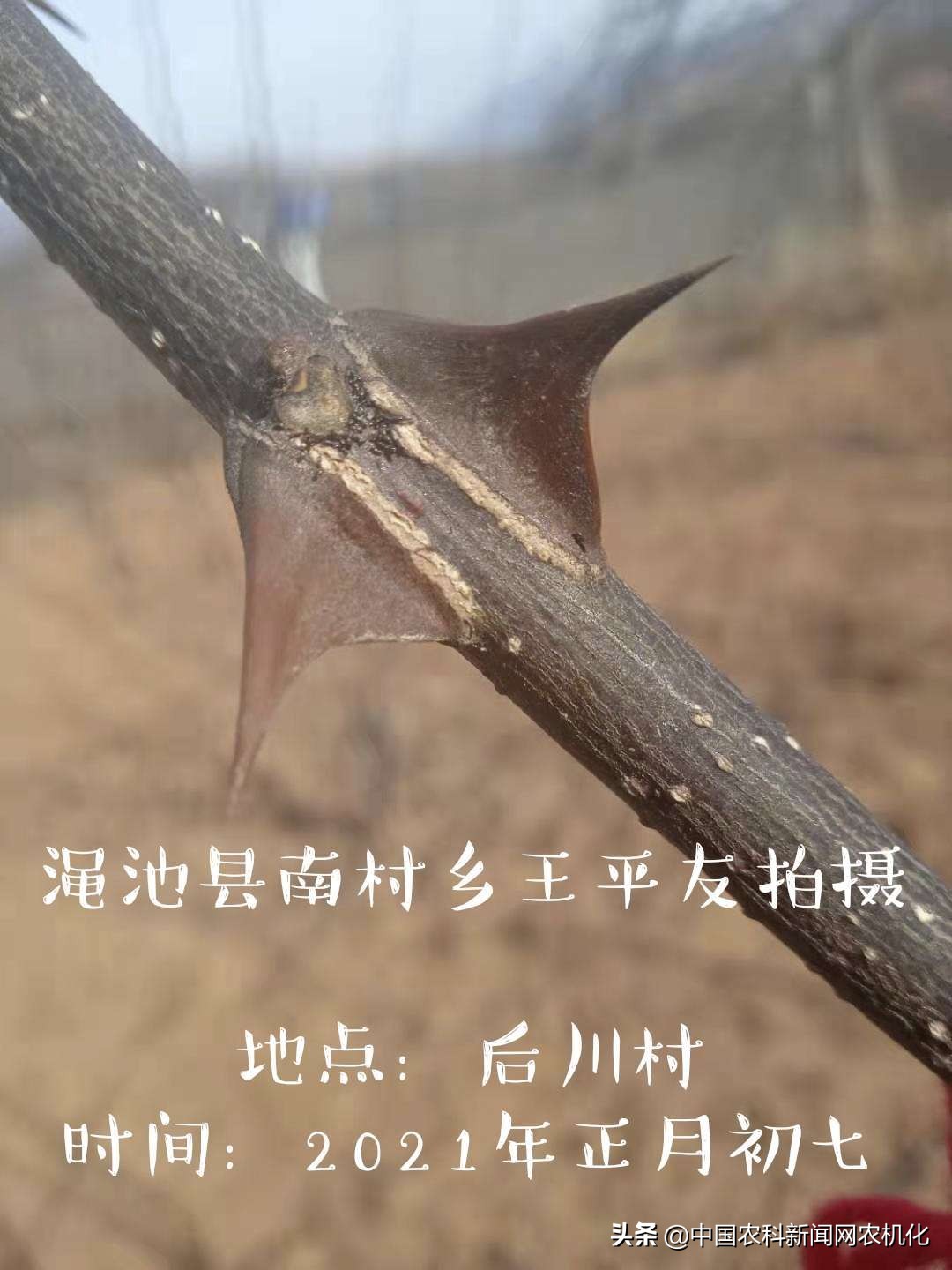 花椒蚜虫怎么治效果最好配方,氯氟啶虫脒可用于花椒防治蚜虫吗