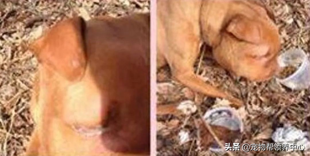 狗狗耳朵肿了会是蜜蜂蛰的吗,狗狗被蜜蜂蛰得肿成了包子头