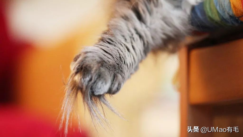 脚毛太长要刮掉吗,脚毛太长了能不能刮