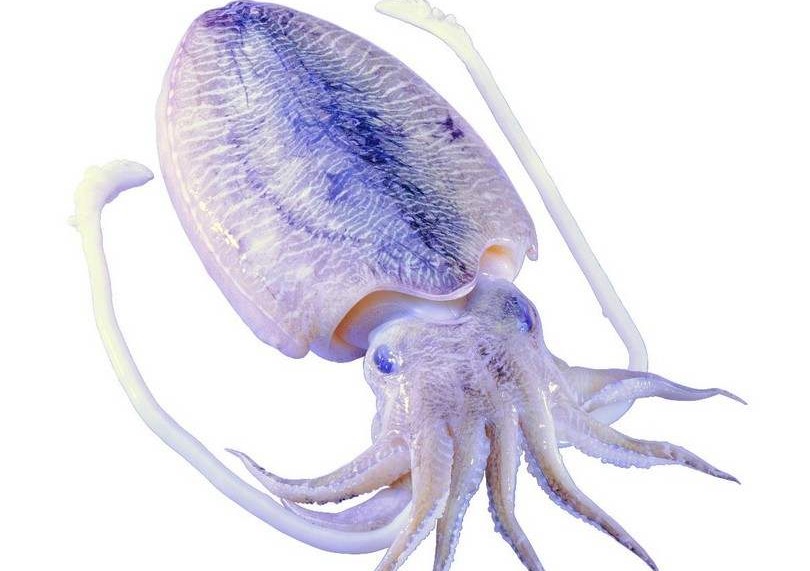 茜草海螵蛸的功效与主治,海螵蛸茜草功效与作用