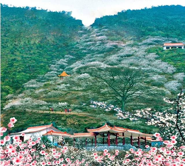 女神节礼物正在配送,江西明月山女神节免票活动开启