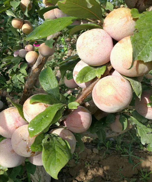 恐龙蛋李子选用啥品种的授粉树,李子恐龙蛋的品种名字及图片大全