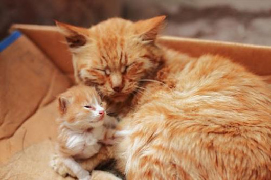 母猫叼着孩子出来,母猫叼着自己的小孩给主人送过去