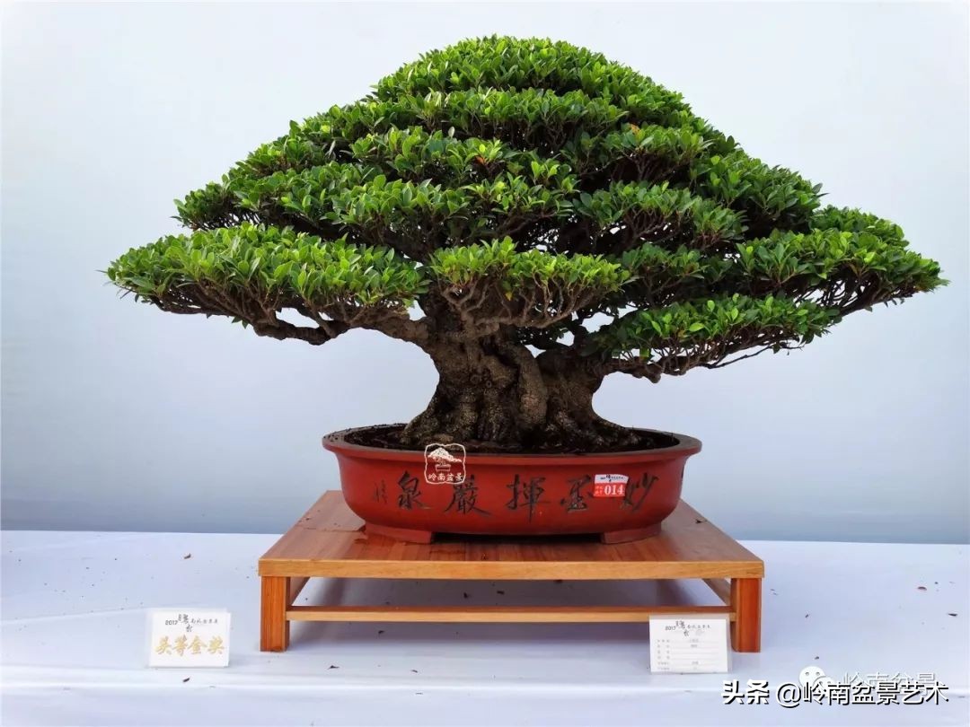 我喜欢的榕树盆景,泉州榕树盆景