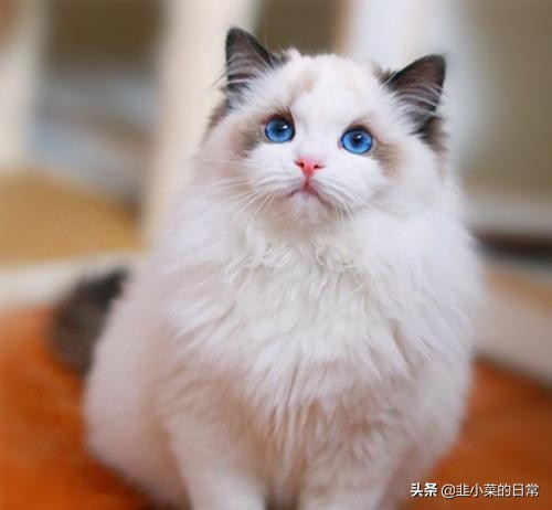 捡到流浪猫先要做什么,捡到流浪猫要怎么处理