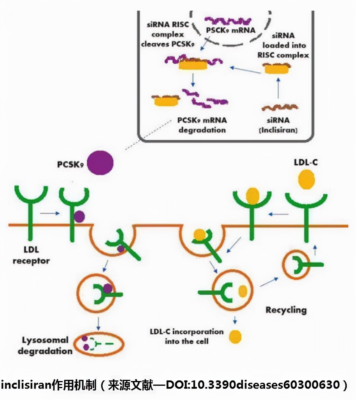 一年打2针降胆固醇的副作用,一年2次降脂的注射用药有哪些