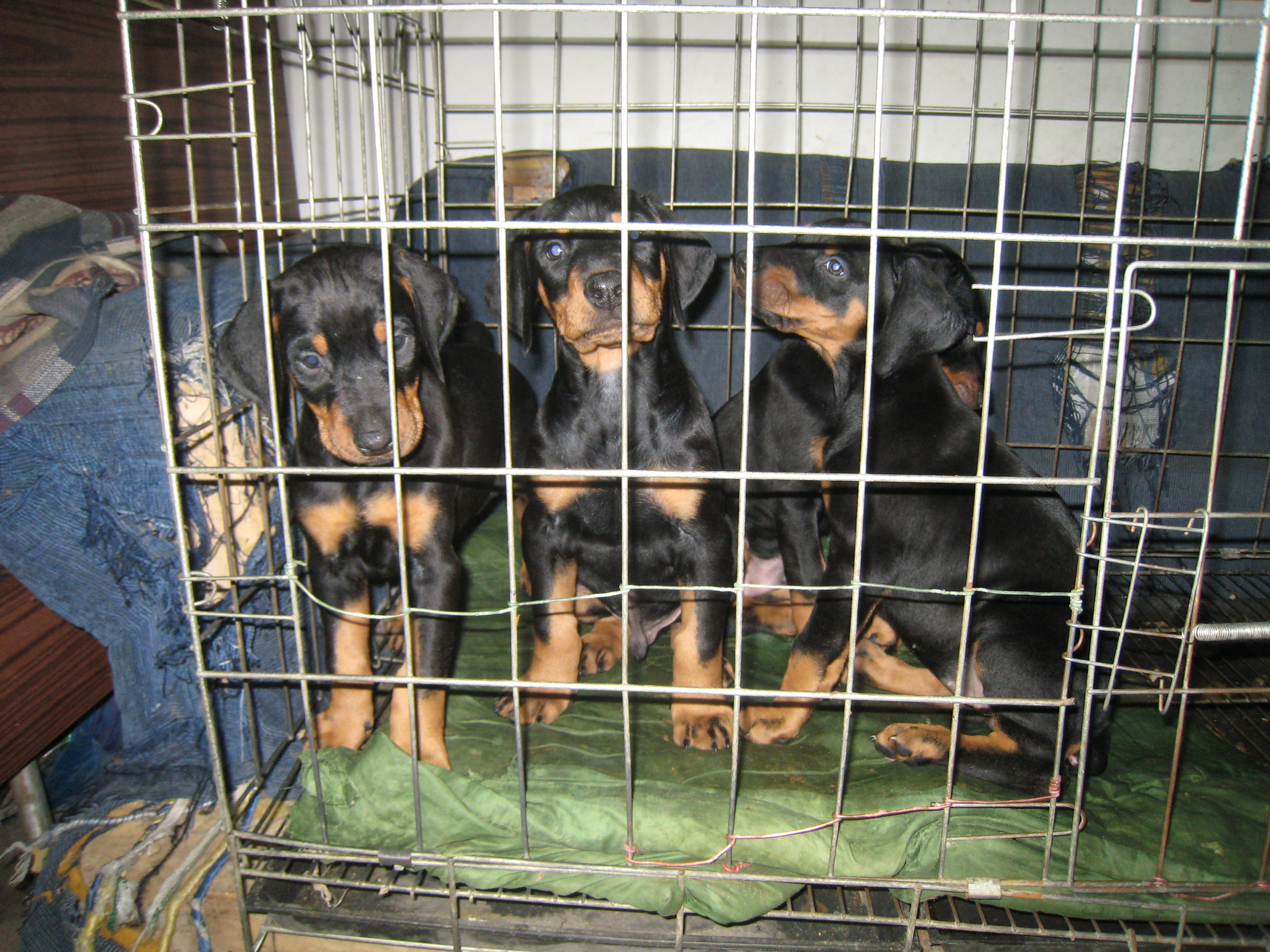 杜宾幼犬如何区分德系还是美系,德系杜宾和美系有什么区别