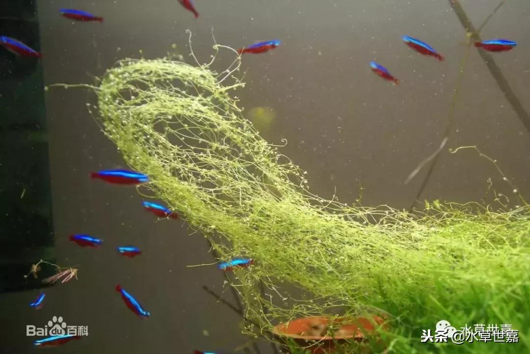 草缸常见10种藻类的解决方法,草缸藻类生物防治方法