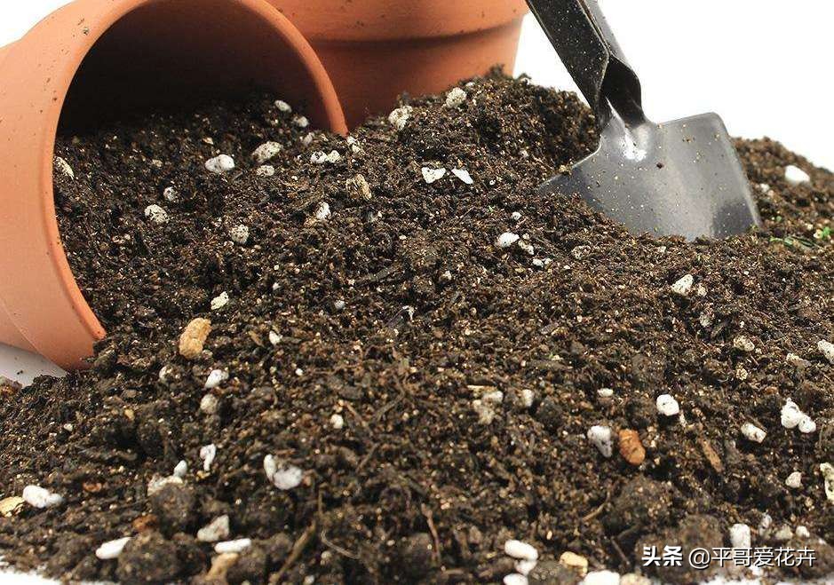 12月底,学会自制3种“营养土”,来年换盆肥效足、土壤疏松透气