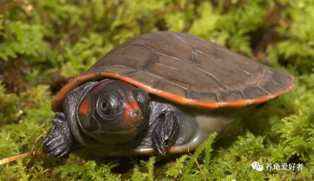 龟苗可以冷水过冬吗,什么季节适合入手龟苗