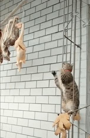 猫咪界干饭王,喵界干饭王