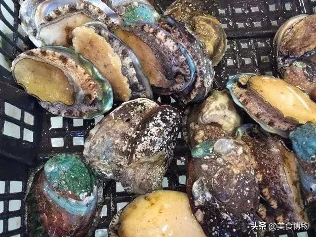 鲍鱼大全，带你认知全世界的鲍鱼（下）