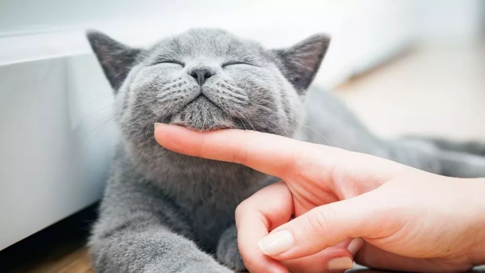 软便克星进口猫粮测评,软便克星猫粮大测评