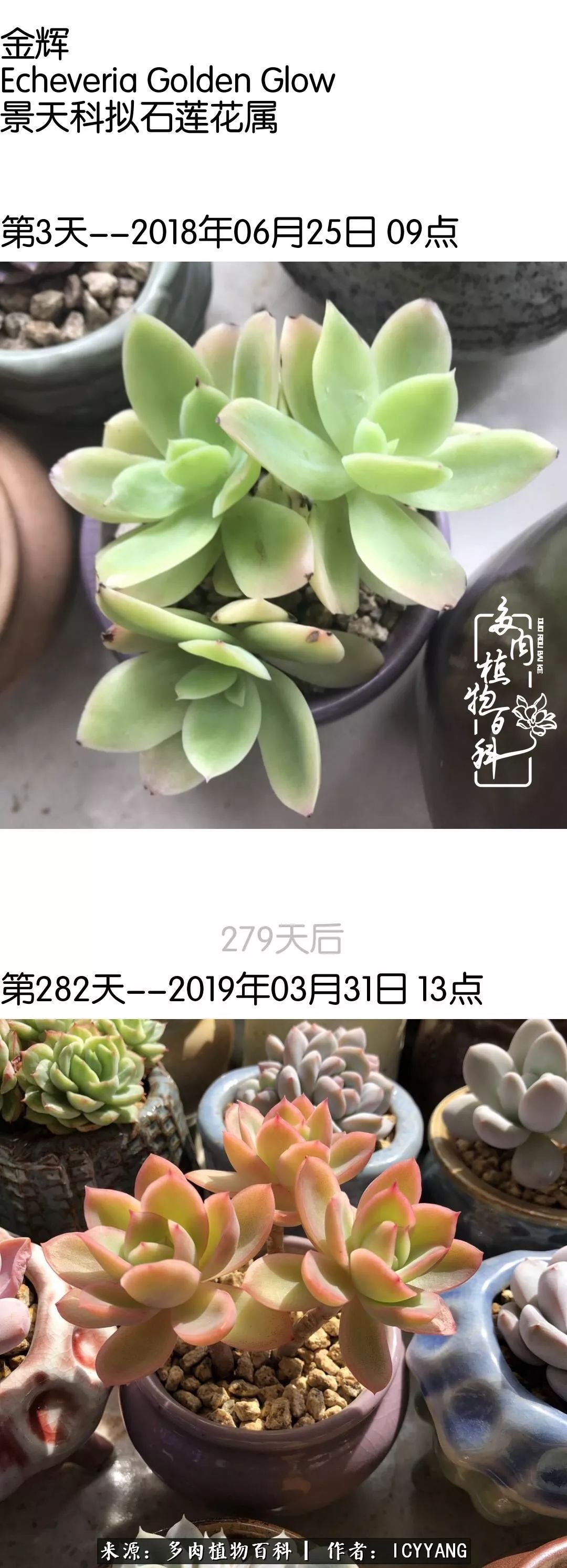 多肉隔着玻璃晒太阳效果好吗,隔着玻璃养的多肉照样长得好