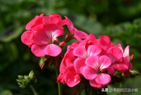 想要养好花几招教会你,想要养好花该怎么做