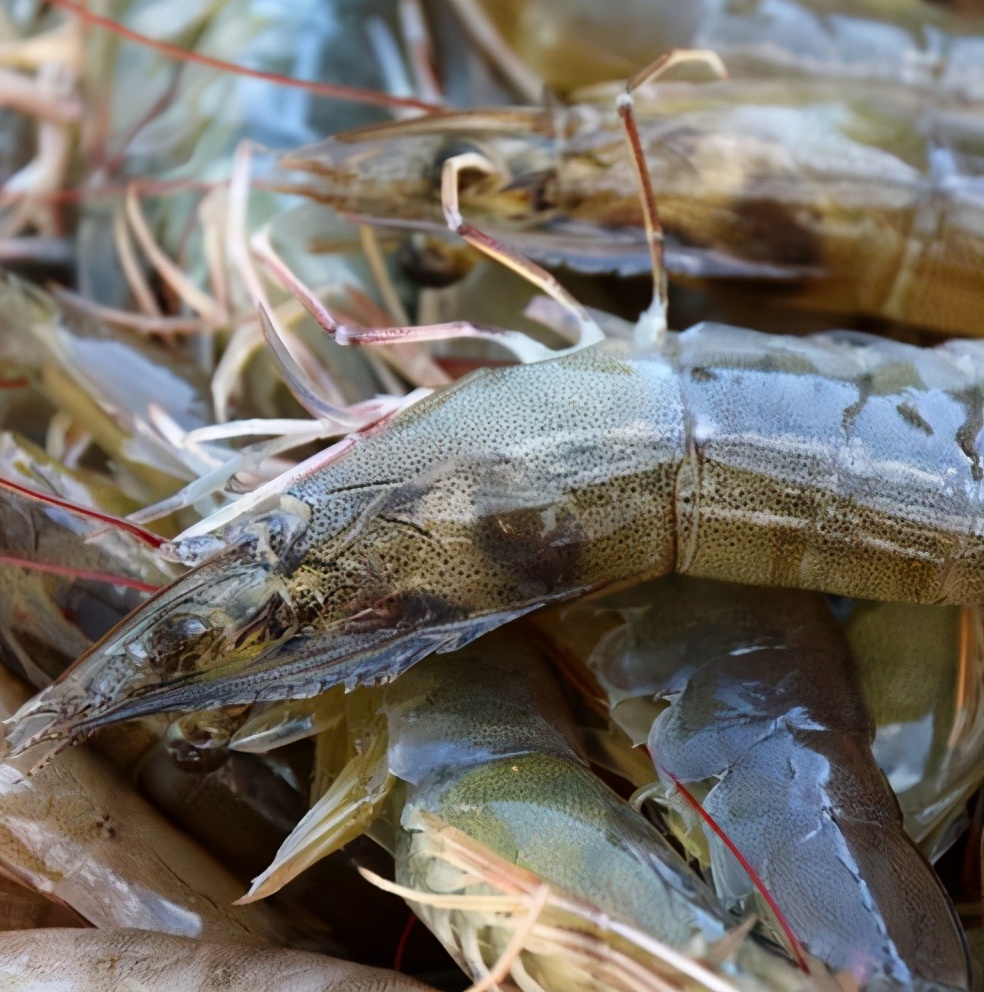 如何挑选活大虾的正确方法,买大虾怎么挑选直的好还是弯的好