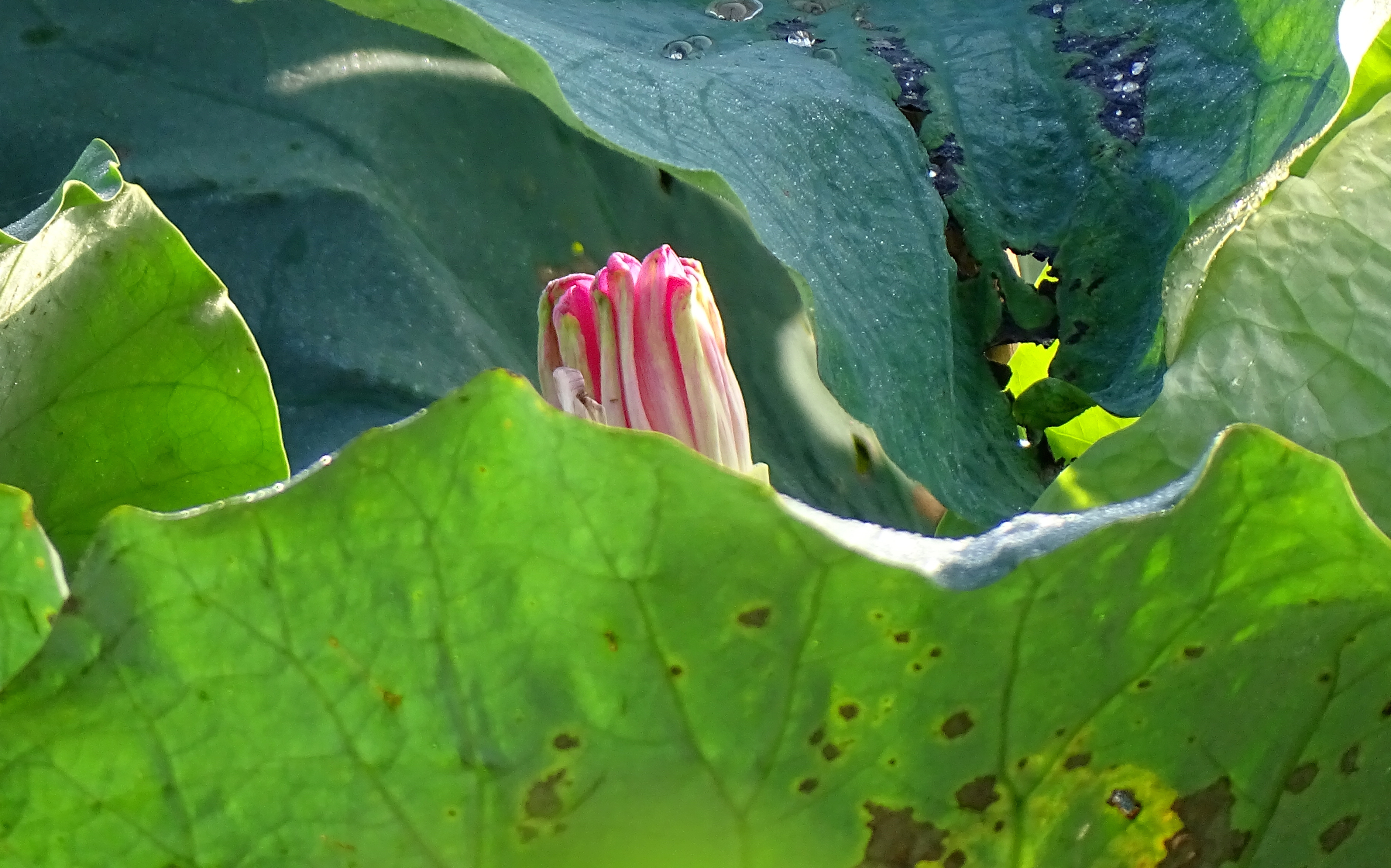 索尼dsc-hx400拍飞机效果,索尼dsc-hx400照片调色