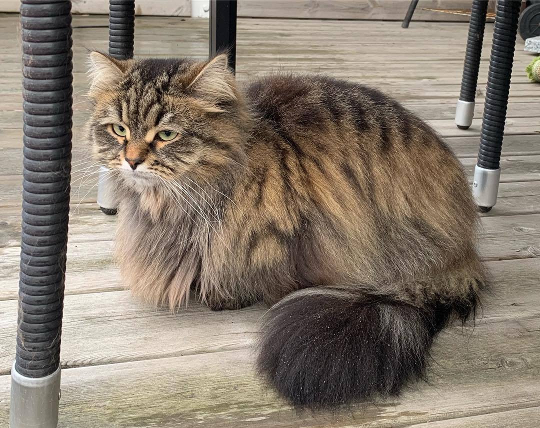 家猫得了尿闭症,家里的猫尿血吃什么药