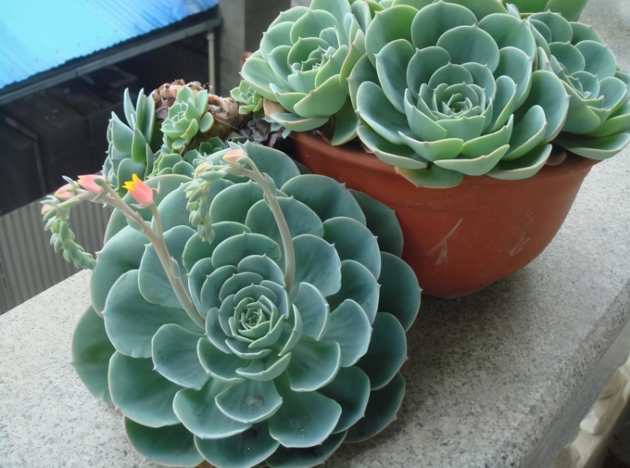 甘拜下风！花匠老妈屋顶种花，栽下几瓶宝石花，一年疯长半米高