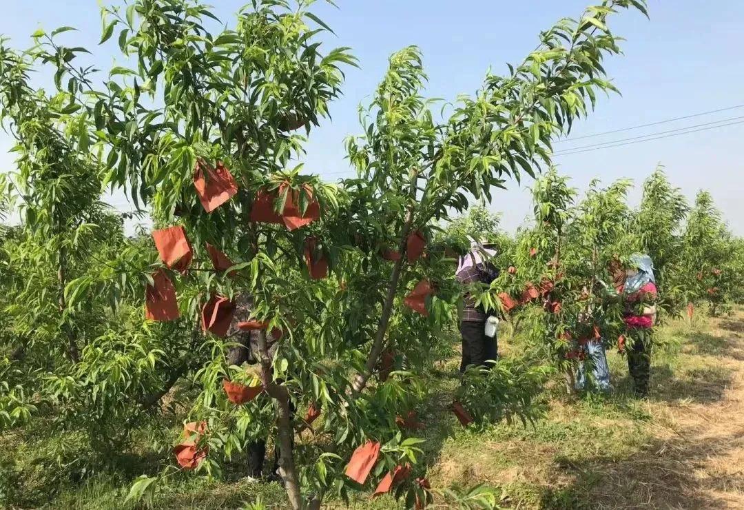 「关注」硕果压枝话丰收
