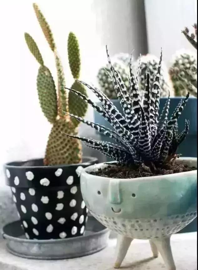 消除新房甲醛的是哪种盆景植物,吸附甲醛最好植物