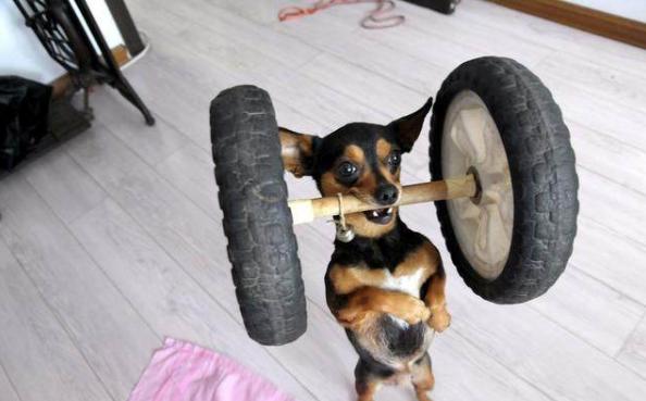 这五种情况下不能洗澡,狗狗不能洗澡但怎么给狗狗清洁