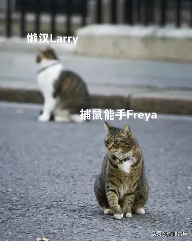 英国第一御猫,英国第一猫拉里视频