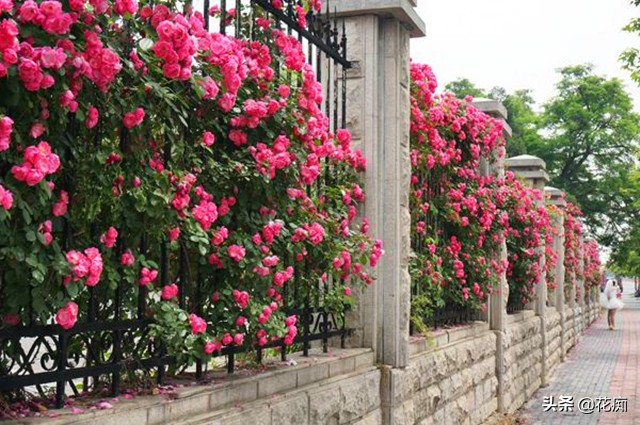 北方庭院耐寒十大爬藤快的花卉,四季常绿耐寒庭院爬藤花卉图片