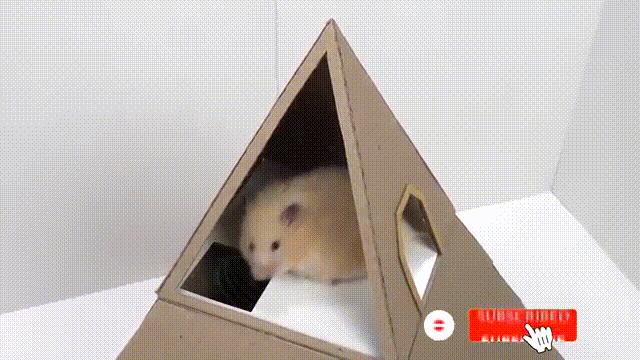 2亿*放播**量的“仓鼠走迷宫”，成了YouTube上的财富密码