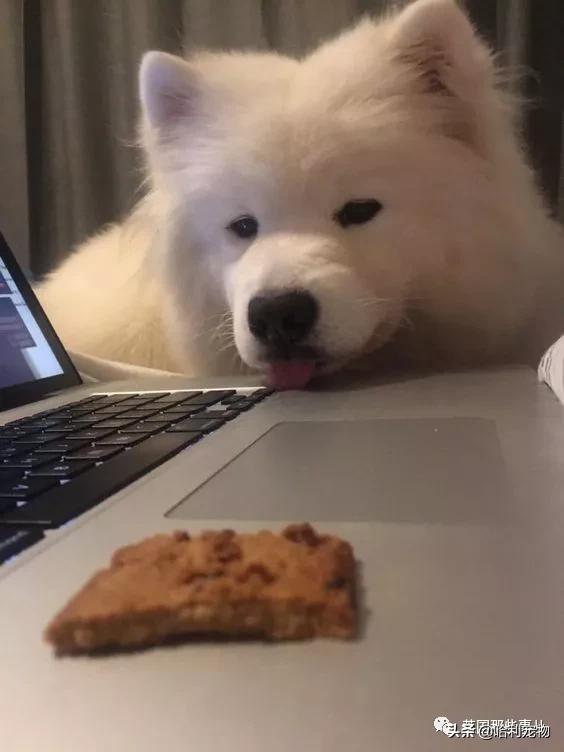 要狗看门？千万别选萨摩耶！这货除了笑不会干别的了