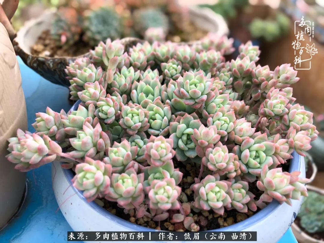 多肉怎么养度夏,多肉怎么养之度夏篇