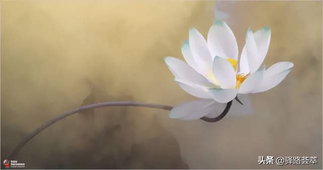 柯汝读邮：荷花T54映日荷花别样红