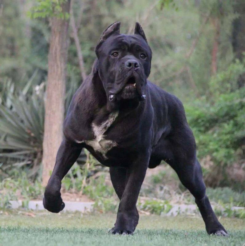 卡斯罗为什么几乎没人养,卡斯罗犬有多可怕