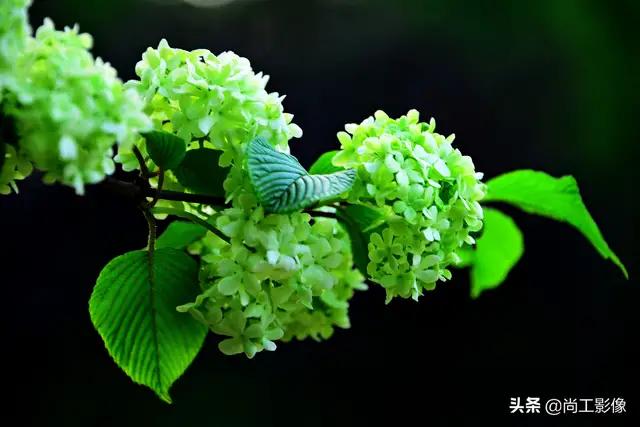 绿色花苞的花是什么花,常见的绿花